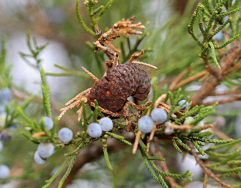 Cedar-apple Rust - Gymnosporangium juniperi-virginianae Host: Growing on Juniperus virginiana
https://www.jungledragon.com/image/147326/cedar-apple_rust_-_gymnosporangium_juniperi-virginianae.html Cedar-apple Rust,Fall,Geotagged,Gymnosporangium juniperi-virginianae,United States