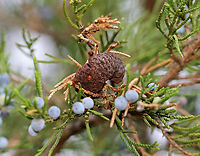 Cedar-apple Rust - Gymnosporangium juniperi-virginianae Host: Growing on Juniperus virginiana<br />
https://www.jungledragon.com/image/147326/cedar-apple_rust_-_gymnosporangium_juniperi-virginianae.html Cedar-apple Rust,Fall,Geotagged,Gymnosporangium juniperi-virginianae,United States