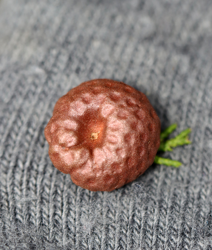 Cedar-apple Rust - Gymnosporangium juniperi-virginianae Host: Growing on Juniperus virginiana<br />
<figure class="photo"><a href="https://www.jungledragon.com/image/147325/cedar-apple_rust_-_gymnosporangium_juniperi-virginianae.html" title="Cedar-apple Rust - Gymnosporangium juniperi-virginianae"><img src="https://s3.amazonaws.com/media.jungledragon.com/images/3232/147325_thumb.jpg?AWSAccessKeyId=05GMT0V3GWVNE7GGM1R2&Expires=1759968010&Signature=tyNNpeSa8Fm1u5c0IDuGoNR2yf8%3D" width="200" height="158" alt="Cedar-apple Rust - Gymnosporangium juniperi-virginianae Host: Growing on Juniperus virginiana<br />
https://www.jungledragon.com/image/147326/cedar-apple_rust_-_gymnosporangium_juniperi-virginianae.html Cedar-apple Rust,Fall,Geotagged,Gymnosporangium juniperi-virginianae,United States" /></a></figure> Cedar-apple Rust,Fall,Geotagged,Gymnosporangium,Gymnosporangium juniperi-virginianae,United States,fungus