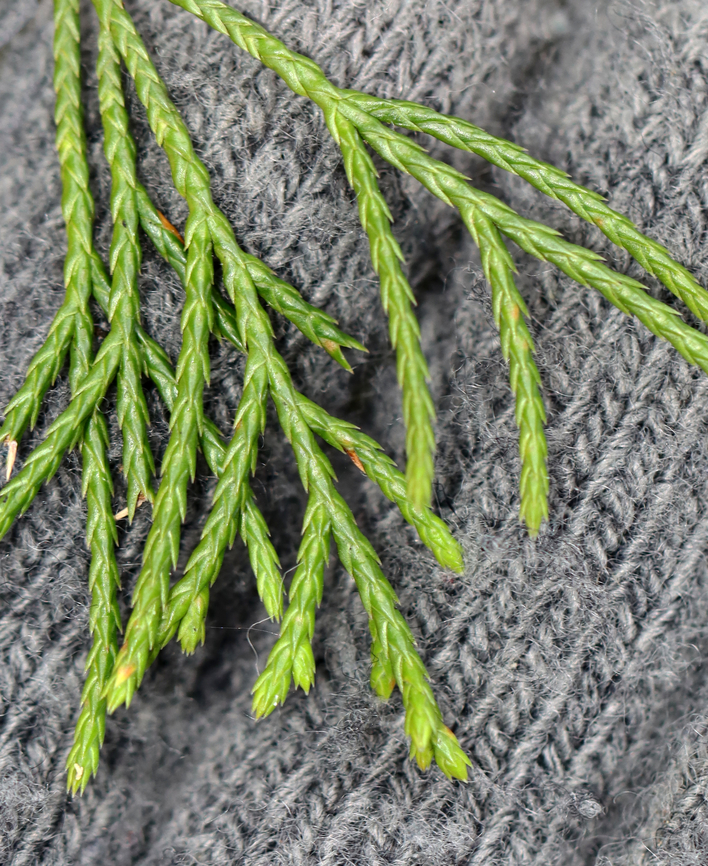 Eastern Red Cedar - Juniperus virginiana Habitat: Meadow/forest edge<br />
<figure class="photo"><a href="https://www.jungledragon.com/image/147327/eastern_red_cedar_-_juniperus_virginiana.html" title="Eastern Red Cedar - Juniperus virginiana"><img src="https://s3.amazonaws.com/media.jungledragon.com/images/3232/147327_thumb.jpg?AWSAccessKeyId=05GMT0V3GWVNE7GGM1R2&Expires=1759968010&Signature=CBEvo%2FNoDaXCy%2BRIWAgXS4zITLo%3D" width="126" height="152" alt="Eastern Red Cedar - Juniperus virginiana Habitat: Meadow/forest edge<br />
https://www.jungledragon.com/image/147327/eastern_red_cedar_-_juniperus_virginiana.html<br />
https://www.jungledragon.com/image/147328/eastern_red_cedar_-_juniperus_virginiana.html<br />
https://www.jungledragon.com/image/147250/eastern_red_cedar_-_juniperus_virginiana.html Eastern Red-cedar,Fall,Geotagged,Juniperus virginiana,United States" /></a></figure><br />
<figure class="photo"><a href="https://www.jungledragon.com/image/147328/eastern_red_cedar_-_juniperus_virginiana.html" title="Eastern Red Cedar - Juniperus virginiana"><img src="https://s3.amazonaws.com/media.jungledragon.com/images/3232/147328_thumb.jpg?AWSAccessKeyId=05GMT0V3GWVNE7GGM1R2&Expires=1759968010&Signature=gQvy6WlPB%2F9UK0PskXJExa%2BGXR0%3D" width="102" height="152" alt="Eastern Red Cedar - Juniperus virginiana Habitat: Meadow/forest edge<br />
https://www.jungledragon.com/image/147327/eastern_red_cedar_-_juniperus_virginiana.html<br />
https://www.jungledragon.com/image/147328/eastern_red_cedar_-_juniperus_virginiana.html<br />
https://www.jungledragon.com/image/147250/eastern_red_cedar_-_juniperus_virginiana.html Eastern Red-cedar,Fall,Geotagged,Juniperus virginiana,United States,cedar,juniperus" /></a></figure><br />
<figure class="photo"><a href="https://www.jungledragon.com/image/147250/eastern_red_cedar_-_juniperus_virginiana.html" title="Eastern Red Cedar - Juniperus virginiana"><img src="https://s3.amazonaws.com/media.jungledragon.com/images/3232/147250_thumb.jpg?AWSAccessKeyId=05GMT0V3GWVNE7GGM1R2&Expires=1759968010&Signature=fRYWWNsQhuI8G94MzwTv3lebx%2BY%3D" width="200" height="152" alt="Eastern Red Cedar - Juniperus virginiana These fruits only occur on the female plants.<br />
<br />
Fun fact: Cedar waxwings are very fond of these fruits. It only takes 12 minutes for them to digest the seeds, and seeds that are consumed by these bird have levels of germination roughly three times higher than those of seeds that the birds did not eat.<br />
<br />
Habitat: Meadow/forest edge<br />
https://www.jungledragon.com/image/147327/eastern_red_cedar_-_juniperus_virginiana.html<br />
https://www.jungledragon.com/image/147328/eastern_red_cedar_-_juniperus_virginiana.html<br />
https://www.jungledragon.com/image/147250/eastern_red_cedar_-_juniperus_virginiana.html Eastern Red-cedar,Fall,Geotagged,Juniperus,Juniperus virginiana,United States,cedar" /></a></figure> Eastern Red-cedar,Fall,Geotagged,Juniperus virginiana,United States