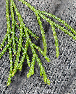 Eastern Red Cedar - Juniperus virginiana Habitat: Meadow/forest edge
https://www.jungledragon.com/image/147327/eastern_red_cedar_-_juniperus_virginiana.html
https://www.jungledragon.com/image/147328/eastern_red_cedar_-_juniperus_virginiana.html
https://www.jungledragon.com/image/147250/eastern_red_cedar_-_juniperus_virginiana.html Eastern Red-cedar,Fall,Geotagged,Juniperus virginiana,United States