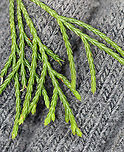 Eastern Red Cedar - Juniperus virginiana Habitat: Meadow/forest edge<br />
https://www.jungledragon.com/image/147327/eastern_red_cedar_-_juniperus_virginiana.html<br />
https://www.jungledragon.com/image/147328/eastern_red_cedar_-_juniperus_virginiana.html<br />
https://www.jungledragon.com/image/147250/eastern_red_cedar_-_juniperus_virginiana.html Eastern Red-cedar,Fall,Geotagged,Juniperus virginiana,United States