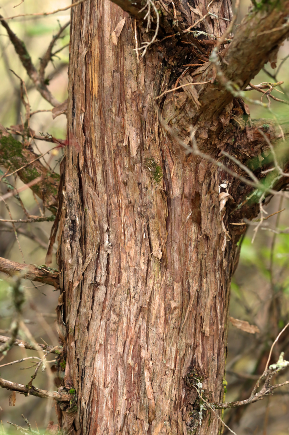 Eastern Red Cedar - Juniperus virginiana Habitat: Meadow/forest edge<br />
<figure class="photo"><a href="https://www.jungledragon.com/image/147327/eastern_red_cedar_-_juniperus_virginiana.html" title="Eastern Red Cedar - Juniperus virginiana"><img src="https://s3.amazonaws.com/media.jungledragon.com/images/3232/147327_thumb.jpg?AWSAccessKeyId=05GMT0V3GWVNE7GGM1R2&Expires=1759968010&Signature=CBEvo%2FNoDaXCy%2BRIWAgXS4zITLo%3D" width="126" height="152" alt="Eastern Red Cedar - Juniperus virginiana Habitat: Meadow/forest edge<br />
https://www.jungledragon.com/image/147327/eastern_red_cedar_-_juniperus_virginiana.html<br />
https://www.jungledragon.com/image/147328/eastern_red_cedar_-_juniperus_virginiana.html<br />
https://www.jungledragon.com/image/147250/eastern_red_cedar_-_juniperus_virginiana.html Eastern Red-cedar,Fall,Geotagged,Juniperus virginiana,United States" /></a></figure><br />
<figure class="photo"><a href="https://www.jungledragon.com/image/147328/eastern_red_cedar_-_juniperus_virginiana.html" title="Eastern Red Cedar - Juniperus virginiana"><img src="https://s3.amazonaws.com/media.jungledragon.com/images/3232/147328_thumb.jpg?AWSAccessKeyId=05GMT0V3GWVNE7GGM1R2&Expires=1759968010&Signature=gQvy6WlPB%2F9UK0PskXJExa%2BGXR0%3D" width="102" height="152" alt="Eastern Red Cedar - Juniperus virginiana Habitat: Meadow/forest edge<br />
https://www.jungledragon.com/image/147327/eastern_red_cedar_-_juniperus_virginiana.html<br />
https://www.jungledragon.com/image/147328/eastern_red_cedar_-_juniperus_virginiana.html<br />
https://www.jungledragon.com/image/147250/eastern_red_cedar_-_juniperus_virginiana.html Eastern Red-cedar,Fall,Geotagged,Juniperus virginiana,United States,cedar,juniperus" /></a></figure><br />
<figure class="photo"><a href="https://www.jungledragon.com/image/147250/eastern_red_cedar_-_juniperus_virginiana.html" title="Eastern Red Cedar - Juniperus virginiana"><img src="https://s3.amazonaws.com/media.jungledragon.com/images/3232/147250_thumb.jpg?AWSAccessKeyId=05GMT0V3GWVNE7GGM1R2&Expires=1759968010&Signature=fRYWWNsQhuI8G94MzwTv3lebx%2BY%3D" width="200" height="152" alt="Eastern Red Cedar - Juniperus virginiana These fruits only occur on the female plants.<br />
<br />
Fun fact: Cedar waxwings are very fond of these fruits. It only takes 12 minutes for them to digest the seeds, and seeds that are consumed by these bird have levels of germination roughly three times higher than those of seeds that the birds did not eat.<br />
<br />
Habitat: Meadow/forest edge<br />
https://www.jungledragon.com/image/147327/eastern_red_cedar_-_juniperus_virginiana.html<br />
https://www.jungledragon.com/image/147328/eastern_red_cedar_-_juniperus_virginiana.html<br />
https://www.jungledragon.com/image/147250/eastern_red_cedar_-_juniperus_virginiana.html Eastern Red-cedar,Fall,Geotagged,Juniperus,Juniperus virginiana,United States,cedar" /></a></figure> Eastern Red-cedar,Fall,Geotagged,Juniperus virginiana,United States,cedar,juniperus