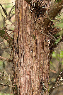 Eastern Red Cedar - Juniperus virginiana Habitat: Meadow/forest edge
https://www.jungledragon.com/image/147327/eastern_red_cedar_-_juniperus_virginiana.html
https://www.jungledragon.com/image/147328/eastern_red_cedar_-_juniperus_virginiana.html
https://www.jungledragon.com/image/147250/eastern_red_cedar_-_juniperus_virginiana.html Eastern Red-cedar,Fall,Geotagged,Juniperus virginiana,United States,cedar,juniperus