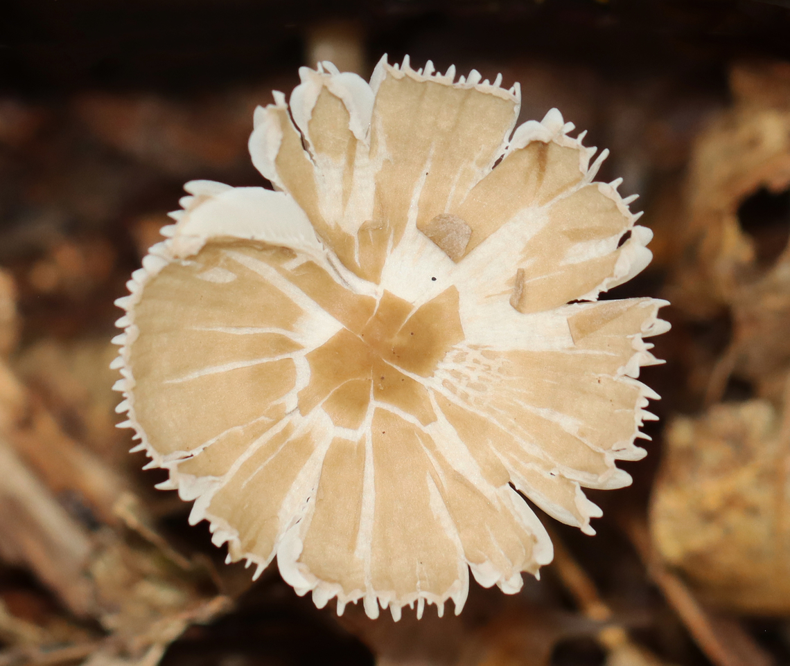 Mushroom - Agaricales This mushroom had a really interesting gill attachment (sinuate?) to the stipe.<br />
<br />
Habitat: Growing on the ground next to rotting wood in a mixed forest with mostly hardwood, but also some cedar and other conifers.<br />
<br />
*The leafhopper is Eratoneura sp.:<br />
<figure class="photo"><a href="https://www.jungledragon.com/image/123270/leafhopper_-_eratoneura_sp.html" title="Leafhopper - Eratoneura sp."><img src="https://s3.amazonaws.com/media.jungledragon.com/images/3232/123270_thumb.jpg?AWSAccessKeyId=05GMT0V3GWVNE7GGM1R2&Expires=1759968010&Signature=Ql8%2FuILUalLYGMDBaJuFmAXn7VI%3D" width="200" height="148" alt="Leafhopper - Eratoneura sp. This hopper was hiding in the gills of a mushroom. Unfortunately, I didn&#039;t notice it while in the field and this is my only shot.<br />
<br />
Habitat: Mixed forest Cicadellidae,Eratoneura,Fall,Geotagged,United States,hopper,leafhopper" /></a></figure><br />
<br />
<figure class="photo"><a href="https://www.jungledragon.com/image/147329/mushroom_-_agaricales.html" title="Mushroom - Agaricales"><img src="https://s3.amazonaws.com/media.jungledragon.com/images/3232/147329_thumb.jpg?AWSAccessKeyId=05GMT0V3GWVNE7GGM1R2&Expires=1759968010&Signature=6KxbGysfjKO0%2FWHER62fCM%2Bjh8Q%3D" width="200" height="170" alt="Mushroom - Agaricales This mushroom had a really interesting gill attachment (sinuate?) to the stipe.<br />
<br />
Habitat: Growing on the ground next to rotting wood in a mixed forest with mostly hardwood, but also some cedar and other conifers.<br />
<br />
*The leafhopper is Eratoneura sp.:<br />
https://www.jungledragon.com/image/123270/leafhopper_-_eratoneura_sp.html<br />
<br />
https://www.jungledragon.com/image/147329/mushroom_-_agaricales.html<br />
https://www.jungledragon.com/image/147332/mushroom_-_agaricales.html<br />
https://www.jungledragon.com/image/147331/mushroom_-_agaricales.html<br />
https://www.jungledragon.com/image/147330/mushroom_-_agaricales.html Fall,Geotagged,United States,agaricales,fungus,mushroom" /></a></figure><br />
<figure class="photo"><a href="https://www.jungledragon.com/image/147332/mushroom_-_agaricales.html" title="Mushroom - Agaricales"><img src="https://s3.amazonaws.com/media.jungledragon.com/images/3232/147332_thumb.jpg?AWSAccessKeyId=05GMT0V3GWVNE7GGM1R2&Expires=1759968010&Signature=chRRGoQ6M8P%2FEFidA%2F3z4uSsH%2Bw%3D" width="200" height="134" alt="Mushroom - Agaricales This mushroom had a really interesting gill attachment (sinuate?) to the stipe.<br />
<br />
Habitat: Growing on the ground next to rotting wood in a mixed forest with mostly hardwood, but also some cedar and other conifers.<br />
<br />
*The leafhopper is Eratoneura sp.:<br />
https://www.jungledragon.com/image/123270/leafhopper_-_eratoneura_sp.html<br />
<br />
https://www.jungledragon.com/image/147329/mushroom_-_agaricales.html<br />
https://www.jungledragon.com/image/147332/mushroom_-_agaricales.html<br />
https://www.jungledragon.com/image/147331/mushroom_-_agaricales.html<br />
https://www.jungledragon.com/image/147330/mushroom_-_agaricales.html Fall,Geotagged,United States" /></a></figure><br />
<figure class="photo"><a href="https://www.jungledragon.com/image/147331/mushroom_-_agaricales.html" title="Mushroom - Agaricales"><img src="https://s3.amazonaws.com/media.jungledragon.com/images/3232/147331_thumb.jpg?AWSAccessKeyId=05GMT0V3GWVNE7GGM1R2&Expires=1759968010&Signature=PGGmoZ2IJWSgzuUplVeJ7GWCZW4%3D" width="200" height="134" alt="Mushroom - Agaricales This mushroom had a really interesting gill attachment (sinuate?) to the stipe.<br />
<br />
Habitat: Growing on the ground next to rotting wood in a mixed forest with mostly hardwood, but also some cedar and other conifers.<br />
<br />
*The leafhopper is Eratoneura sp.:<br />
https://www.jungledragon.com/image/123270/leafhopper_-_eratoneura_sp.html<br />
<br />
https://www.jungledragon.com/image/147329/mushroom_-_agaricales.html<br />
https://www.jungledragon.com/image/147332/mushroom_-_agaricales.html<br />
https://www.jungledragon.com/image/147331/mushroom_-_agaricales.html<br />
https://www.jungledragon.com/image/147330/mushroom_-_agaricales.html Fall,Geotagged,United States" /></a></figure><br />
<figure class="photo"><a href="https://www.jungledragon.com/image/147330/mushroom_-_agaricales.html" title="Mushroom - Agaricales"><img src="https://s3.amazonaws.com/media.jungledragon.com/images/3232/147330_thumb.jpg?AWSAccessKeyId=05GMT0V3GWVNE7GGM1R2&Expires=1759968010&Signature=OG4pO%2BzDrMhyE8oc8FutqPOveNk%3D" width="200" height="150" alt="Mushroom - Agaricales This mushroom had a really interesting gill attachment (sinuate?) to the stipe.<br />
<br />
Habitat: Growing on the ground next to rotting wood in a mixed forest with mostly hardwood, but also some cedar and other conifers.<br />
<br />
*The leafhopper is Eratoneura sp.:<br />
https://www.jungledragon.com/image/123270/leafhopper_-_eratoneura_sp.html<br />
<br />
https://www.jungledragon.com/image/147329/mushroom_-_agaricales.html<br />
https://www.jungledragon.com/image/147332/mushroom_-_agaricales.html<br />
https://www.jungledragon.com/image/147331/mushroom_-_agaricales.html<br />
https://www.jungledragon.com/image/147330/mushroom_-_agaricales.html Fall,Geotagged,United States" /></a></figure> Fall,Geotagged,United States,agaricales,fungus,mushroom