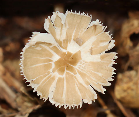 Mushroom - Agaricales This mushroom had a really interesting gill attachment (sinuate?) to the stipe.

Habitat: Growing on the ground next to rotting wood in a mixed forest with mostly hardwood, but also some cedar and other conifers.

*The leafhopper is Eratoneura sp.:
https://www.jungledragon.com/image/123270/leafhopper_-_eratoneura_sp.html

https://www.jungledragon.com/image/147329/mushroom_-_agaricales.html
https://www.jungledragon.com/image/147332/mushroom_-_agaricales.html
https://www.jungledragon.com/image/147331/mushroom_-_agaricales.html
https://www.jungledragon.com/image/147330/mushroom_-_agaricales.html Fall,Geotagged,United States,agaricales,fungus,mushroom