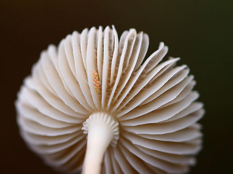 Mushroom - Agaricales This mushroom had a really interesting gill attachment (sinuate?) to the stipe.

Habitat: Growing on the ground next to rotting wood in a mixed forest with mostly hardwood, but also some cedar and other conifers.

*The leafhopper is Eratoneura sp.:
https://www.jungledragon.com/image/123270/leafhopper_-_eratoneura_sp.html

https://www.jungledragon.com/image/147329/mushroom_-_agaricales.html
https://www.jungledragon.com/image/147332/mushroom_-_agaricales.html
https://www.jungledragon.com/image/147331/mushroom_-_agaricales.html
https://www.jungledragon.com/image/147330/mushroom_-_agaricales.html Fall,Geotagged,United States
