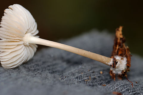 Mushroom - Agaricales This mushroom had a really interesting gill attachment (sinuate?) to the stipe.

Habitat: Growing on the ground next to rotting wood in a mixed forest with mostly hardwood, but also some cedar and other conifers.

*The leafhopper is Eratoneura sp.:
https://www.jungledragon.com/image/123270/leafhopper_-_eratoneura_sp.html

https://www.jungledragon.com/image/147329/mushroom_-_agaricales.html
https://www.jungledragon.com/image/147332/mushroom_-_agaricales.html
https://www.jungledragon.com/image/147331/mushroom_-_agaricales.html
https://www.jungledragon.com/image/147330/mushroom_-_agaricales.html Fall,Geotagged,United States