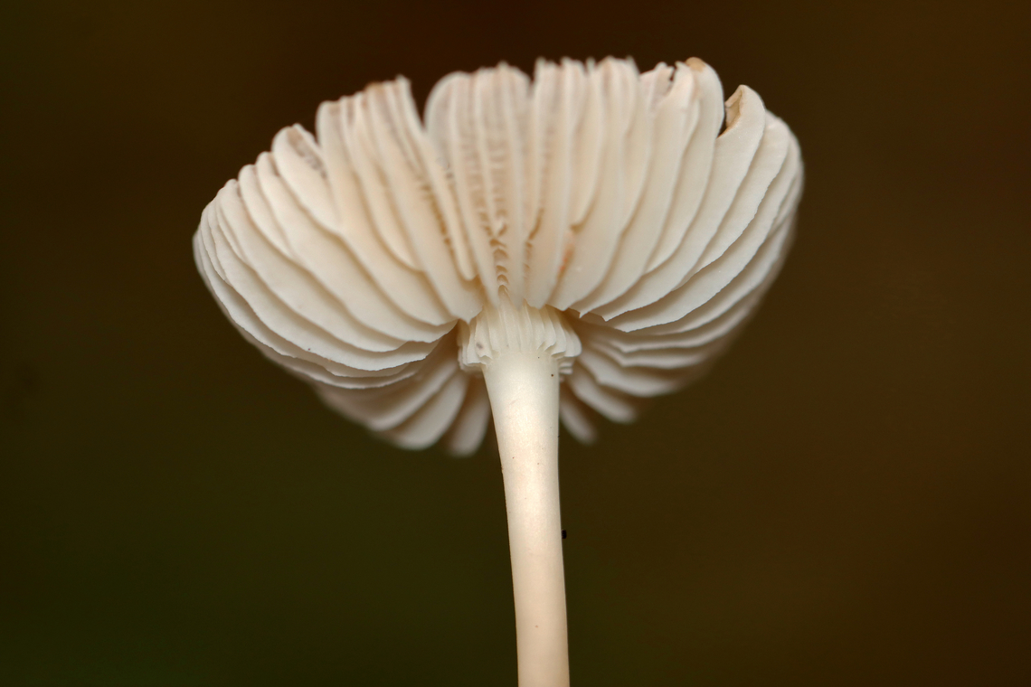 Mushroom - Agaricales This mushroom had a really interesting gill attachment (sinuate?) to the stipe.<br />
<br />
Habitat: Growing on the ground next to rotting wood in a mixed forest with mostly hardwood, but also some cedar and other conifers.<br />
<br />
*The leafhopper is Eratoneura sp.:<br />
<figure class="photo"><a href="https://www.jungledragon.com/image/123270/leafhopper_-_eratoneura_sp.html" title="Leafhopper - Eratoneura sp."><img src="https://s3.amazonaws.com/media.jungledragon.com/images/3232/123270_thumb.jpg?AWSAccessKeyId=05GMT0V3GWVNE7GGM1R2&Expires=1759968010&Signature=Ql8%2FuILUalLYGMDBaJuFmAXn7VI%3D" width="200" height="148" alt="Leafhopper - Eratoneura sp. This hopper was hiding in the gills of a mushroom. Unfortunately, I didn't notice it while in the field and this is my only shot.<br />
<br />
Habitat: Mixed forest Cicadellidae,Eratoneura,Fall,Geotagged,United States,hopper,leafhopper" /></a></figure><br />
<br />
<figure class="photo"><a href="https://www.jungledragon.com/image/147329/mushroom_-_agaricales.html" title="Mushroom - Agaricales"><img src="https://s3.amazonaws.com/media.jungledragon.com/images/3232/147329_thumb.jpg?AWSAccessKeyId=05GMT0V3GWVNE7GGM1R2&Expires=1759968010&Signature=6KxbGysfjKO0%2FWHER62fCM%2Bjh8Q%3D" width="200" height="170" alt="Mushroom - Agaricales This mushroom had a really interesting gill attachment (sinuate?) to the stipe.<br />
<br />
Habitat: Growing on the ground next to rotting wood in a mixed forest with mostly hardwood, but also some cedar and other conifers.<br />
<br />
*The leafhopper is Eratoneura sp.:<br />
https://www.jungledragon.com/image/123270/leafhopper_-_eratoneura_sp.html<br />
<br />
https://www.jungledragon.com/image/147329/mushroom_-_agaricales.html<br />
https://www.jungledragon.com/image/147332/mushroom_-_agaricales.html<br />
https://www.jungledragon.com/image/147331/mushroom_-_agaricales.html<br />
https://www.jungledragon.com/image/147330/mushroom_-_agaricales.html Fall,Geotagged,United States,agaricales,fungus,mushroom" /></a></figure><br />
<figure class="photo"><a href="https://www.jungledragon.com/image/147332/mushroom_-_agaricales.html" title="Mushroom - Agaricales"><img src="https://s3.amazonaws.com/media.jungledragon.com/images/3232/147332_thumb.jpg?AWSAccessKeyId=05GMT0V3GWVNE7GGM1R2&Expires=1759968010&Signature=chRRGoQ6M8P%2FEFidA%2F3z4uSsH%2Bw%3D" width="200" height="134" alt="Mushroom - Agaricales This mushroom had a really interesting gill attachment (sinuate?) to the stipe.<br />
<br />
Habitat: Growing on the ground next to rotting wood in a mixed forest with mostly hardwood, but also some cedar and other conifers.<br />
<br />
*The leafhopper is Eratoneura sp.:<br />
https://www.jungledragon.com/image/123270/leafhopper_-_eratoneura_sp.html<br />
<br />
https://www.jungledragon.com/image/147329/mushroom_-_agaricales.html<br />
https://www.jungledragon.com/image/147332/mushroom_-_agaricales.html<br />
https://www.jungledragon.com/image/147331/mushroom_-_agaricales.html<br />
https://www.jungledragon.com/image/147330/mushroom_-_agaricales.html Fall,Geotagged,United States" /></a></figure><br />
<figure class="photo"><a href="https://www.jungledragon.com/image/147331/mushroom_-_agaricales.html" title="Mushroom - Agaricales"><img src="https://s3.amazonaws.com/media.jungledragon.com/images/3232/147331_thumb.jpg?AWSAccessKeyId=05GMT0V3GWVNE7GGM1R2&Expires=1759968010&Signature=PGGmoZ2IJWSgzuUplVeJ7GWCZW4%3D" width="200" height="134" alt="Mushroom - Agaricales This mushroom had a really interesting gill attachment (sinuate?) to the stipe.<br />
<br />
Habitat: Growing on the ground next to rotting wood in a mixed forest with mostly hardwood, but also some cedar and other conifers.<br />
<br />
*The leafhopper is Eratoneura sp.:<br />
https://www.jungledragon.com/image/123270/leafhopper_-_eratoneura_sp.html<br />
<br />
https://www.jungledragon.com/image/147329/mushroom_-_agaricales.html<br />
https://www.jungledragon.com/image/147332/mushroom_-_agaricales.html<br />
https://www.jungledragon.com/image/147331/mushroom_-_agaricales.html<br />
https://www.jungledragon.com/image/147330/mushroom_-_agaricales.html Fall,Geotagged,United States" /></a></figure><br />
<figure class="photo"><a href="https://www.jungledragon.com/image/147330/mushroom_-_agaricales.html" title="Mushroom - Agaricales"><img src="https://s3.amazonaws.com/media.jungledragon.com/images/3232/147330_thumb.jpg?AWSAccessKeyId=05GMT0V3GWVNE7GGM1R2&Expires=1759968010&Signature=OG4pO%2BzDrMhyE8oc8FutqPOveNk%3D" width="200" height="150" alt="Mushroom - Agaricales This mushroom had a really interesting gill attachment (sinuate?) to the stipe.<br />
<br />
Habitat: Growing on the ground next to rotting wood in a mixed forest with mostly hardwood, but also some cedar and other conifers.<br />
<br />
*The leafhopper is Eratoneura sp.:<br />
https://www.jungledragon.com/image/123270/leafhopper_-_eratoneura_sp.html<br />
<br />
https://www.jungledragon.com/image/147329/mushroom_-_agaricales.html<br />
https://www.jungledragon.com/image/147332/mushroom_-_agaricales.html<br />
https://www.jungledragon.com/image/147331/mushroom_-_agaricales.html<br />
https://www.jungledragon.com/image/147330/mushroom_-_agaricales.html Fall,Geotagged,United States" /></a></figure> Fall,Geotagged,United States
