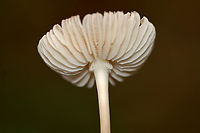 Mushroom - Agaricales This mushroom had a really interesting gill attachment (sinuate?) to the stipe.<br />
<br />
Habitat: Growing on the ground next to rotting wood in a mixed forest with mostly hardwood, but also some cedar and other conifers.<br />
<br />
*The leafhopper is Eratoneura sp.:<br />
https://www.jungledragon.com/image/123270/leafhopper_-_eratoneura_sp.html<br />
<br />
https://www.jungledragon.com/image/147329/mushroom_-_agaricales.html<br />
https://www.jungledragon.com/image/147332/mushroom_-_agaricales.html<br />
https://www.jungledragon.com/image/147331/mushroom_-_agaricales.html<br />
https://www.jungledragon.com/image/147330/mushroom_-_agaricales.html Fall,Geotagged,United States
