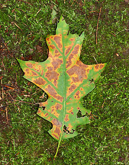 Northern Red Oak - Quercus rubra Habitat: Mixed forest Fall,Geotagged,Northern red oak,Quercus,Quercus rubra,United States,leaf,oak