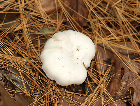 Mushroom - Lactifluus sp. Or Lactarius sp.? Latex was very scant.

Habitat: Growing in clusters under pine; mixed forest
https://www.jungledragon.com/image/147334/mushroom_-_lactifluus_sp.html
https://www.jungledragon.com/image/147336/mushroom_-_lactifluus_sp.html
https://www.jungledragon.com/image/147335/mushroom_-_lactifluus_sp.html Fall,Geotagged,United States