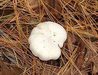 Mushroom - Lactifluus sp. Or Lactarius sp.? Latex was very scant.<br />
<br />
Habitat: Growing in clusters under pine; mixed forest<br />
https://www.jungledragon.com/image/147334/mushroom_-_lactifluus_sp.html<br />
https://www.jungledragon.com/image/147336/mushroom_-_lactifluus_sp.html<br />
https://www.jungledragon.com/image/147335/mushroom_-_lactifluus_sp.html Fall,Geotagged,United States