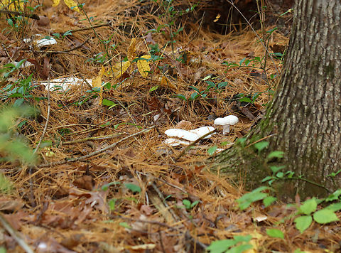 Mushroom - Lactifluus sp. Or Lactarius sp.? Latex was very scant.

Habitat: Growing in clusters under pine; mixed forest
https://www.jungledragon.com/image/147334/mushroom_-_lactifluus_sp.html
https://www.jungledragon.com/image/147336/mushroom_-_lactifluus_sp.html
https://www.jungledragon.com/image/147335/mushroom_-_lactifluus_sp.html Fall,Geotagged,United States
