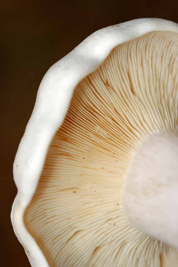 Mushroom - Lactifluus sp. Or Lactarius sp.? Latex was very scant.<br />
<br />
Habitat: Growing in clusters under pine; mixed forest<br />
<figure class="photo"><a href="https://www.jungledragon.com/image/147334/mushroom_-_lactifluus_sp.html" title="Mushroom - Lactifluus sp."><img src="https://s3.amazonaws.com/media.jungledragon.com/images/3232/147334_thumb.jpg?AWSAccessKeyId=05GMT0V3GWVNE7GGM1R2&Expires=1765411210&Signature=9a7HBvOUR2L5W0ULTtlGxs6SSz8%3D" width="200" height="152" alt="Mushroom - Lactifluus sp. Or Lactarius sp.? Latex was very scant.<br />
<br />
Habitat: Growing in clusters under pine; mixed forest<br />
https://www.jungledragon.com/image/147334/mushroom_-_lactifluus_sp.html<br />
https://www.jungledragon.com/image/147336/mushroom_-_lactifluus_sp.html<br />
https://www.jungledragon.com/image/147335/mushroom_-_lactifluus_sp.html Fall,Geotagged,United States" /></a></figure><br />
<figure class="photo"><a href="https://www.jungledragon.com/image/147336/mushroom_-_lactifluus_sp.html" title="Mushroom - Lactifluus sp."><img src="https://s3.amazonaws.com/media.jungledragon.com/images/3232/147336_thumb.jpg?AWSAccessKeyId=05GMT0V3GWVNE7GGM1R2&Expires=1765411210&Signature=PZkRp41UX1Kn%2BHABnBMXpmKfbvM%3D" width="102" height="152" alt="Mushroom - Lactifluus sp. Or Lactarius sp.? Latex was very scant.<br />
<br />
Habitat: Growing in clusters under pine; mixed forest<br />
https://www.jungledragon.com/image/147334/mushroom_-_lactifluus_sp.html<br />
https://www.jungledragon.com/image/147336/mushroom_-_lactifluus_sp.html<br />
https://www.jungledragon.com/image/147335/mushroom_-_lactifluus_sp.html Fall,Geotagged,United States,fungus,lactifluus,mushroom" /></a></figure><br />
<figure class="photo"><a href="https://www.jungledragon.com/image/147335/mushroom_-_lactifluus_sp.html" title="Mushroom - Lactifluus sp."><img src="https://s3.amazonaws.com/media.jungledragon.com/images/3232/147335_thumb.jpg?AWSAccessKeyId=05GMT0V3GWVNE7GGM1R2&Expires=1765411210&Signature=3rBnC0algwVw0Z4hjrZ6K2Y8RoA%3D" width="200" height="150" alt="Mushroom - Lactifluus sp. Or Lactarius sp.? Latex was very scant.<br />
<br />
Habitat: Growing in clusters under pine; mixed forest<br />
https://www.jungledragon.com/image/147334/mushroom_-_lactifluus_sp.html<br />
https://www.jungledragon.com/image/147336/mushroom_-_lactifluus_sp.html<br />
https://www.jungledragon.com/image/147335/mushroom_-_lactifluus_sp.html Fall,Geotagged,United States" /></a></figure> Fall,Geotagged,United States,fungus,lactifluus,mushroom