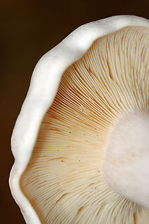 Mushroom - Lactifluus sp. Or Lactarius sp.? Latex was very scant.

Habitat: Growing in clusters under pine; mixed forest
https://www.jungledragon.com/image/147334/mushroom_-_lactifluus_sp.html
https://www.jungledragon.com/image/147336/mushroom_-_lactifluus_sp.html
https://www.jungledragon.com/image/147335/mushroom_-_lactifluus_sp.html Fall,Geotagged,United States,fungus,lactifluus,mushroom