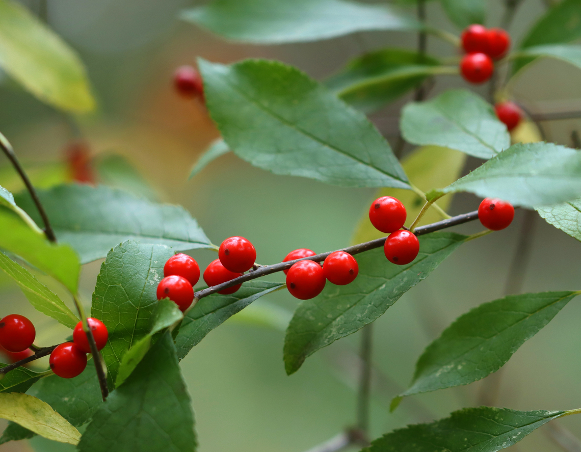 Winterberry - Ilex verticillata Shrub with a whorled arrangement of red fruits around the stem. The fruit persists throughout the winter.<br />
<br />
Habitat: Forest/meadow edge Fall,Geotagged,Ilex,Ilex verticillata,United States,Winterberry