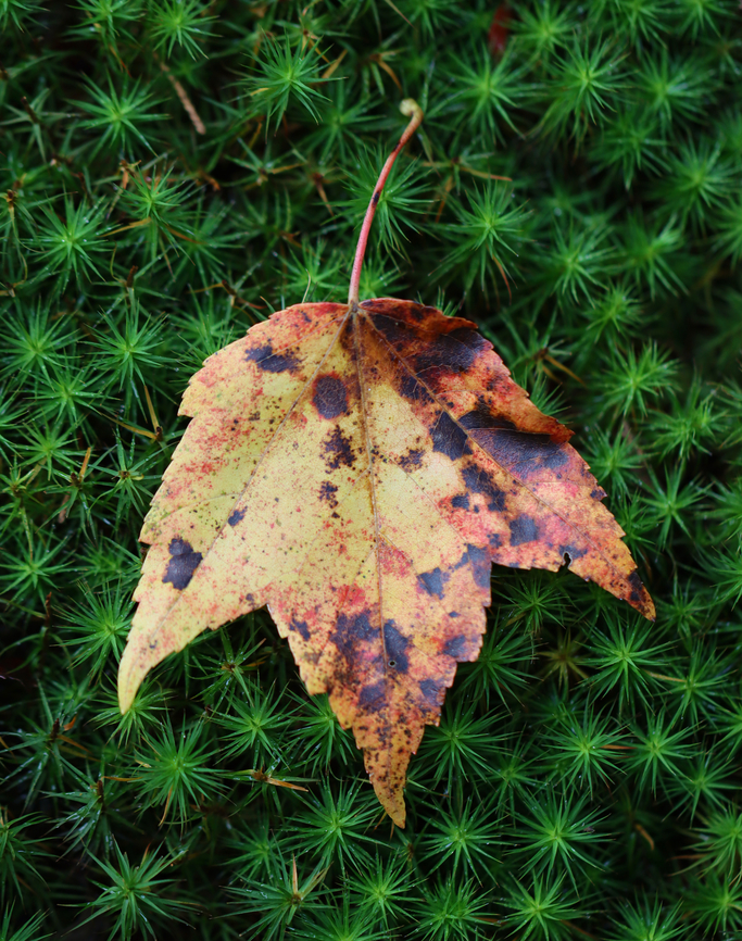 Red Maple - Acer rubrum Habitat: Mixed forest Acer rubrum,Fall,Geotagged,Red Maple,United States,acer,leaf,maple,maple leaf