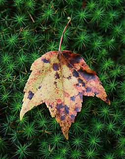 Red Maple - Acer rubrum Habitat: Mixed forest Acer rubrum,Fall,Geotagged,Red Maple,United States,acer,leaf,maple,maple leaf