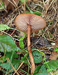 Mushroom - Laccaria sp. Habitat: Growing on the ground; mixed forest<br />
https://www.jungledragon.com/image/147340/mushroom_-_laccaria_sp.html Fall,Geotagged,United States