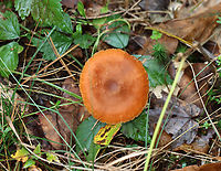Mushroom - Laccaria sp. Habitat: Growing on the ground; mixed forest<br />
https://www.jungledragon.com/image/147339/mushroom_-_laccaria_sp.html Fall,Geotagged,United States,fungus,laccaria,mushroom