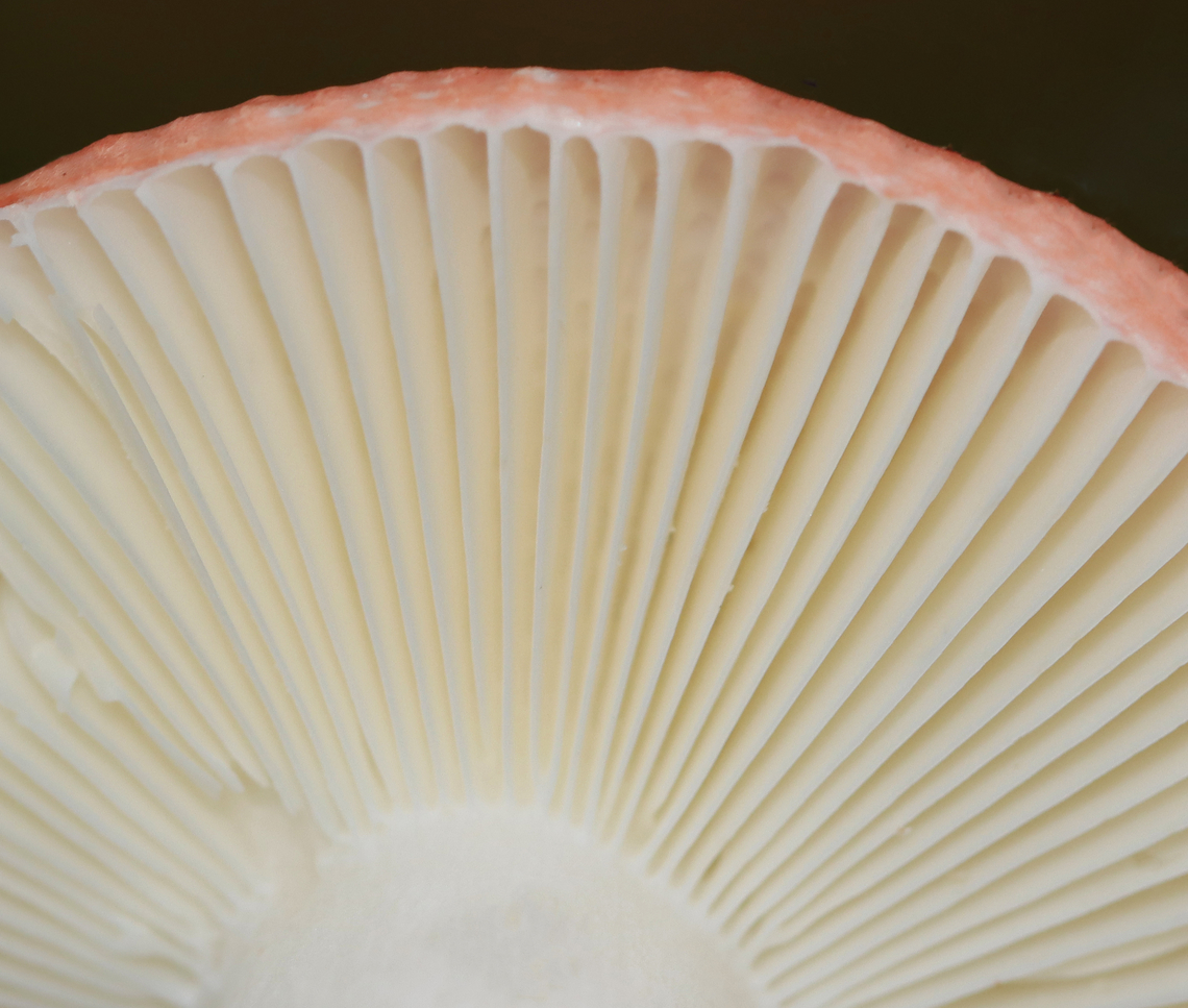 Mushroom - Russula sp. The skin on the cap easily peeled all the way to the center.<br />
<br />
Habitat: Growing in moss; mixed forest. Closest trees were hardwood.<br />
<figure class="photo"><a href="https://www.jungledragon.com/image/147383/mushroom_-_russula_sp.html" title="Mushroom - Russula sp."><img src="https://s3.amazonaws.com/media.jungledragon.com/images/3232/147383_thumb.jpg?AWSAccessKeyId=05GMT0V3GWVNE7GGM1R2&Expires=1759968010&Signature=boFDgygU3%2BFs%2Fiitt3btIUkEJ90%3D" width="124" height="152" alt="Mushroom - Russula sp. The skin on the cap easily peeled all the way to the center.<br />
<br />
Habitat: Growing in moss; mixed forest. Closest trees were hardwood.<br />
https://www.jungledragon.com/image/147367/mushroom_-_russula_sp.html Fall,Geotagged,United States" /></a></figure> Fall,Geotagged,Russula,United States,fungus,mushroom