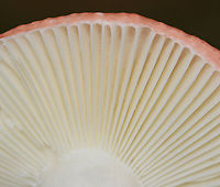 Mushroom - Russula sp. The skin on the cap easily peeled all the way to the center.<br />
<br />
Habitat: Growing in moss; mixed forest. Closest trees were hardwood.<br />
https://www.jungledragon.com/image/147383/mushroom_-_russula_sp.html Fall,Geotagged,Russula,United States,fungus,mushroom
