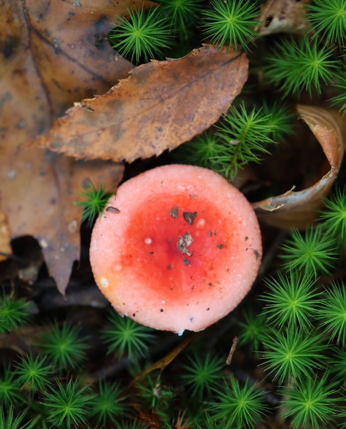 Mushroom - Russula sp. The skin on the cap easily peeled all the way to the center.<br />
<br />
Habitat: Growing in moss; mixed forest. Closest trees were hardwood.<br />
<figure class="photo"><a href="https://www.jungledragon.com/image/147367/mushroom_-_russula_sp.html" title="Mushroom - Russula sp."><img src="https://s3.amazonaws.com/media.jungledragon.com/images/3232/147367_thumb.jpg?AWSAccessKeyId=05GMT0V3GWVNE7GGM1R2&Expires=1759968010&Signature=QXUJI1xVce8pKc25aWsD8tTTU7A%3D" width="200" height="170" alt="Mushroom - Russula sp. The skin on the cap easily peeled all the way to the center.<br />
<br />
Habitat: Growing in moss; mixed forest. Closest trees were hardwood.<br />
https://www.jungledragon.com/image/147383/mushroom_-_russula_sp.html Fall,Geotagged,Russula,United States,fungus,mushroom" /></a></figure> Fall,Geotagged,United States