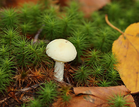 Coker's Lavender Staining Amanita - Amanita lavendula Habitat: Growing in moss; mixed forest, but nearby trees were mostly hardwood Amanita lavendula,Amanita stirps citrina,Coker's Lavender Staining Amanita,Fall,Geotagged,United States,amanita,fungus,mushroom