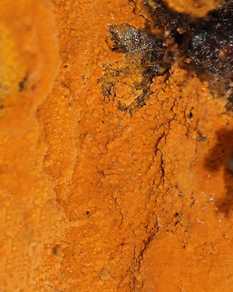 Fungus - Class Agaricomycetes Habitat: Growing on rotting birch logs; mixed forest
https://www.jungledragon.com/image/147430/fungus_-_class_agaricomycetes.html Fall,Geotagged,United States,fungus