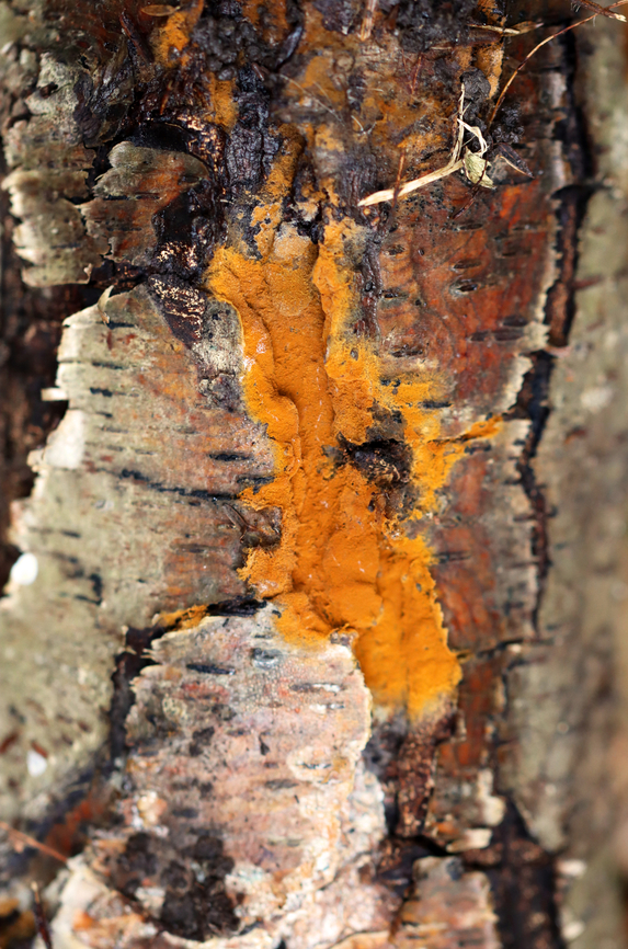Fungus - Class Agaricomycetes Habitat: Growing on rotting birch logs; mixed forest<br />
<figure class="photo"><a href="https://www.jungledragon.com/image/147429/fungus_-_class_agaricomycetes.html" title="Fungus - Class Agaricomycetes"><img src="https://s3.amazonaws.com/media.jungledragon.com/images/3232/147429_thumb.jpg?AWSAccessKeyId=05GMT0V3GWVNE7GGM1R2&Expires=1759968010&Signature=IPQtidDmHuL38Zi23h8ojaK6O60%3D" width="122" height="152" alt="Fungus - Class Agaricomycetes Habitat: Growing on rotting birch logs; mixed forest<br />
https://www.jungledragon.com/image/147430/fungus_-_class_agaricomycetes.html Fall,Geotagged,United States,fungus" /></a></figure> Fall,Geotagged,United States