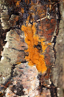 Fungus - Class Agaricomycetes Habitat: Growing on rotting birch logs; mixed forest
https://www.jungledragon.com/image/147429/fungus_-_class_agaricomycetes.html Fall,Geotagged,United States
