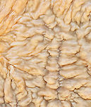 Wrinkled Crust - Phlebia radiata Habitat: Growing on rotting birch logs; mixed forest<br />
https://www.jungledragon.com/image/147433/wrinkled_crust_-_phlebia_radiata.html<br />
https://www.jungledragon.com/image/147435/wrinkled_crust_-_phlebia_radiata.html<br />
https://www.jungledragon.com/image/147434/wrinkled_crust_-_phlebia_radiata.html Fall,Geotagged,Phlebia radiata,United States,Wrinkled crust