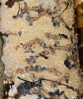 Wrinkled Crust - Phlebia radiata *The gooey paths were made by fungus gnat larvae.

Habitat: Growing on rotting birch logs; mixed forest
https://www.jungledragon.com/image/147433/wrinkled_crust_-_phlebia_radiata.html
https://www.jungledragon.com/image/147435/wrinkled_crust_-_phlebia_radiata.html
https://www.jungledragon.com/image/147434/wrinkled_crust_-_phlebia_radiata.html Fall,Geotagged,Phlebia radiata,United States,Wrinkled crust