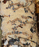 Wrinkled Crust - Phlebia radiata *The gooey paths were made by fungus gnat larvae.<br />
<br />
Habitat: Growing on rotting birch logs; mixed forest<br />
https://www.jungledragon.com/image/147433/wrinkled_crust_-_phlebia_radiata.html<br />
https://www.jungledragon.com/image/147435/wrinkled_crust_-_phlebia_radiata.html<br />
https://www.jungledragon.com/image/147434/wrinkled_crust_-_phlebia_radiata.html Fall,Geotagged,Phlebia radiata,United States,Wrinkled crust