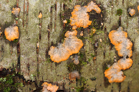 Wrinkled Crust - Phlebia radiata Habitat: Growing on rotting birch logs; mixed forest
https://www.jungledragon.com/image/147433/wrinkled_crust_-_phlebia_radiata.html
https://www.jungledragon.com/image/147435/wrinkled_crust_-_phlebia_radiata.html
https://www.jungledragon.com/image/147434/wrinkled_crust_-_phlebia_radiata.html Fall,Geotagged,Phlebia radiata,United States,Wrinkled crust,fungus,phlebia