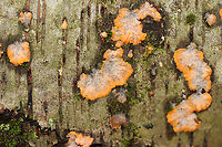 Wrinkled Crust - Phlebia radiata Habitat: Growing on rotting birch logs; mixed forest<br />
https://www.jungledragon.com/image/147433/wrinkled_crust_-_phlebia_radiata.html<br />
https://www.jungledragon.com/image/147435/wrinkled_crust_-_phlebia_radiata.html<br />
https://www.jungledragon.com/image/147434/wrinkled_crust_-_phlebia_radiata.html Fall,Geotagged,Phlebia radiata,United States,Wrinkled crust,fungus,phlebia