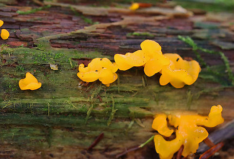 Orange Jelly Spot - Dacrymyces chrysospermus Habitat: Growing on a rotting conifer; mixed forest Dacrymyces,Dacrymyces chrysospermus,Fall,Geotagged,Orange Jelly Spot,United States,jelly fungus,jelly spot
