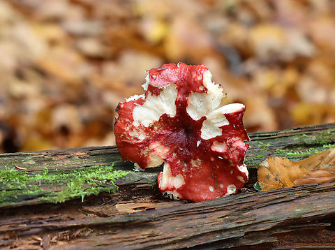 Brittlegill - Russula sp. The blood-red, sticky cap was pretty cool.

Habitat: Growing on the ground; mixed forest  Fall,Geotagged,Russula,United States,brittlegill,fungus,mushroom