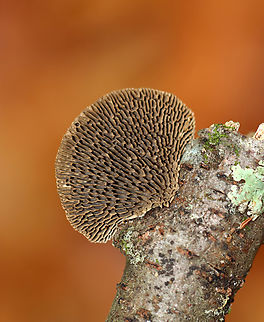 Thin walled maze polypore - Daedaleopsis confragosa Habitat: Growing on a birch stick
https://www.jungledragon.com/image/147462/thin_walled_maze_polypore_-_daedaleopsis_confragosa.html Daedaleopsis confragosa,Fall,Geotagged,Thin walled maze polypore,United States