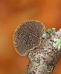 Thin walled maze polypore - Daedaleopsis confragosa Habitat: Growing on a birch stick<br />
https://www.jungledragon.com/image/147462/thin_walled_maze_polypore_-_daedaleopsis_confragosa.html Daedaleopsis confragosa,Fall,Geotagged,Thin walled maze polypore,United States