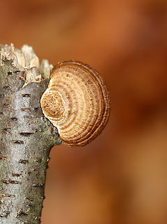 Thin walled maze polypore - Daedaleopsis confragosa Habitat: Growing on a birch stick
https://www.jungledragon.com/image/147461/thin_walled_maze_polypore_-_daedaleopsis_confragosa.html Daedaleopsis,Daedaleopsis confragosa,Fall,Geotagged,Thin walled maze polypore,United States,fungus,mushroom,polypore