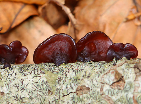 Exidia crenata Habitat: Growing on a hardwood stick that was covered with script lichen! Exidia crenata,Fall,Geotagged,United States,exidia,fungus