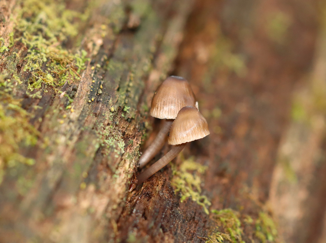 Bonnets - Mycena sp. Habitat: Growing on decorticated wood; mixed forest Fall,Geotagged,United States,fungus,mushroom,mycena