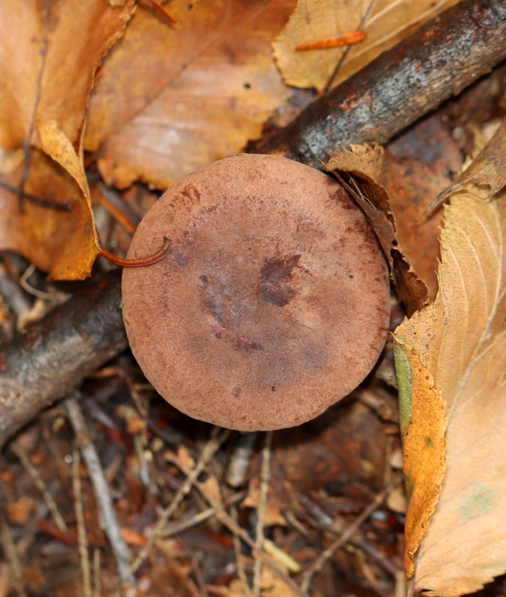 Fenugreek milkcap - Lactarius helvus Habitat: Mixed forest<br />
<figure class="photo"><a href="https://www.jungledragon.com/image/147510/fenugreek_milkcap_-_lactarius_helvus.html" title="Fenugreek milkcap - Lactarius helvus"><img src="https://s3.amazonaws.com/media.jungledragon.com/images/3232/147510_thumb.jpg?AWSAccessKeyId=05GMT0V3GWVNE7GGM1R2&Expires=1767225610&Signature=maDs%2FRO1NRUiMpB3LhvKXbFV8Kw%3D" width="112" height="152" alt="Fenugreek milkcap - Lactarius helvus Habitat: Mixed forest<br />
https://www.jungledragon.com/image/147508/fenugreek_milkcap_-_lactarius_helvus.html Fall,Fenugreek milkcap,Geotagged,Lactarius,Lactarius helvus,United States,fungus,milkcap,mushroom" /></a></figure> Fall,Fenugreek milkcap,Geotagged,Lactarius helvus,United States