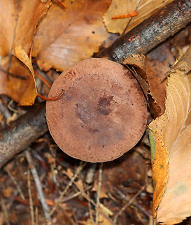 Fenugreek milkcap - Lactarius helvus Habitat: Mixed forest
https://www.jungledragon.com/image/147510/fenugreek_milkcap_-_lactarius_helvus.html Fall,Fenugreek milkcap,Geotagged,Lactarius helvus,United States