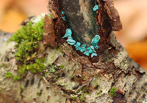 Elfcup - Chlorociboria aeruginascens Habitat: Rotting birch; mixed forest Chlorociboria,Chlorociboria aeruginascens,Fall,Geotagged,Green elfcup,United States,elfcup