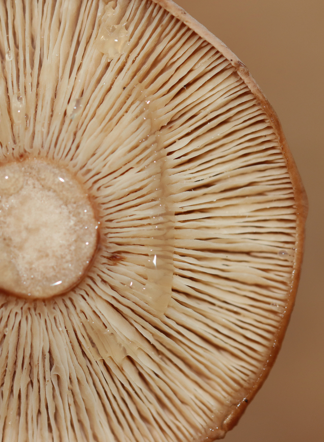 Fenugreek milkcap - Lactarius helvus Habitat: Mixed forest<br />
<figure class="photo"><a href="https://www.jungledragon.com/image/147508/fenugreek_milkcap_-_lactarius_helvus.html" title="Fenugreek milkcap - Lactarius helvus"><img src="https://s3.amazonaws.com/media.jungledragon.com/images/3232/147508_thumb.jpg?AWSAccessKeyId=05GMT0V3GWVNE7GGM1R2&Expires=1767225610&Signature=mI5RzV9lI0zEzBkTVh75ZXgaPQw%3D" width="130" height="152" alt="Fenugreek milkcap - Lactarius helvus Habitat: Mixed forest<br />
https://www.jungledragon.com/image/147510/fenugreek_milkcap_-_lactarius_helvus.html Fall,Fenugreek milkcap,Geotagged,Lactarius helvus,United States" /></a></figure> Fall,Fenugreek milkcap,Geotagged,Lactarius,Lactarius helvus,United States,fungus,milkcap,mushroom