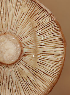 Fenugreek milkcap - Lactarius helvus Habitat: Mixed forest
https://www.jungledragon.com/image/147508/fenugreek_milkcap_-_lactarius_helvus.html Fall,Fenugreek milkcap,Geotagged,Lactarius,Lactarius helvus,United States,fungus,milkcap,mushroom
