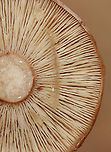 Fenugreek milkcap - Lactarius helvus Habitat: Mixed forest<br />
https://www.jungledragon.com/image/147508/fenugreek_milkcap_-_lactarius_helvus.html Fall,Fenugreek milkcap,Geotagged,Lactarius,Lactarius helvus,United States,fungus,milkcap,mushroom